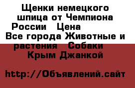 Щенки немецкого шпица от Чемпиона России › Цена ­ 50 000 - Все города Животные и растения » Собаки   . Крым,Джанкой